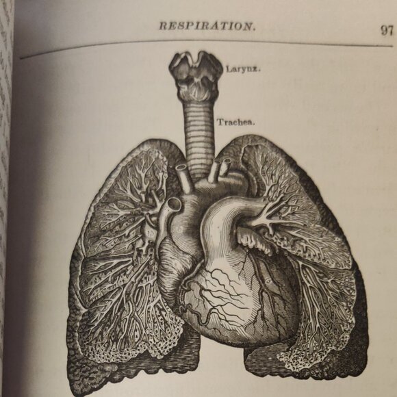Antique -Primer of Physiology & Hygiene, W T Smith, 1885, 1st Edition Book. - Picture 7 of 15